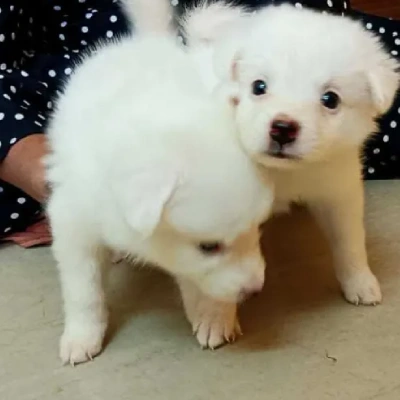 Pomeranian puppies for sale in Jodhpur