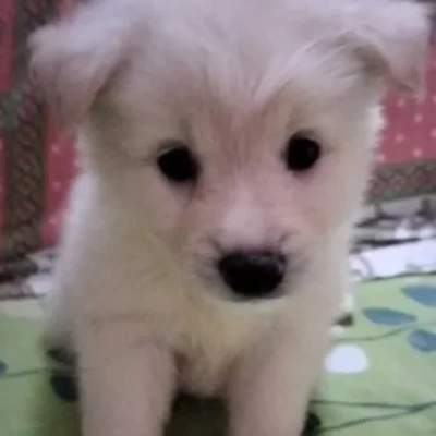 Pomeranian puppies for sale in Bikaner