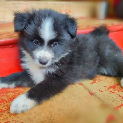 Pomeranian puppies for sale in Vijayawada