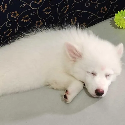 Pomeranian puppies for sale in Jodhpur