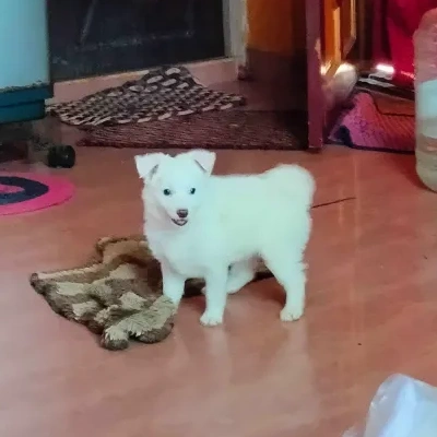 Pomeranian puppies for sale in Vijayawada