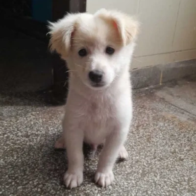 Pomeranian puppies for sale in Vijayawada