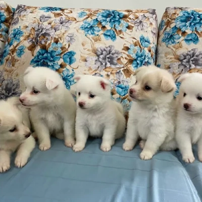 Pomeranian puppies for sale in Vijayawada