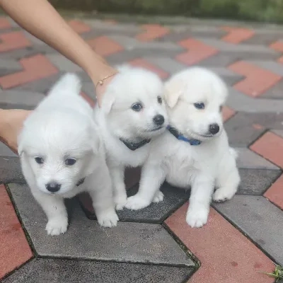 Pomeranian puppies for sale in Bikaner