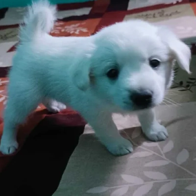 Pomeranian puppies for sale in Bikaner