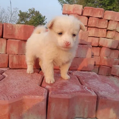 Pomeranian puppies for sale in Bikaner