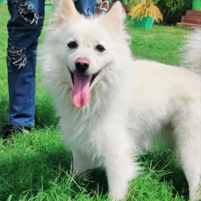 Pomeranian puppies for sale in Vijayawada