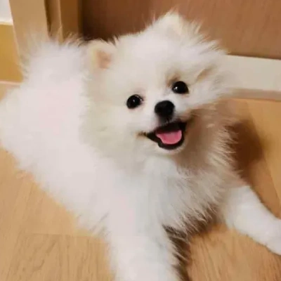 Pomeranian puppies for sale in Gurgaon