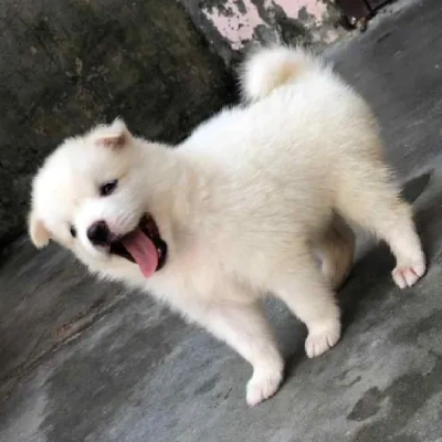 Pomeranian puppies for sale in Vijayawada