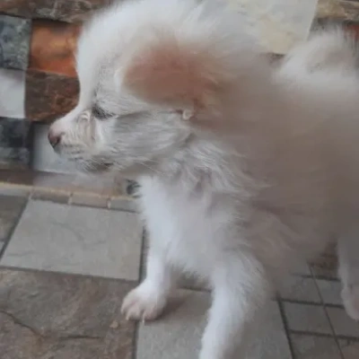 Pomeranian puppies for sale in Vijayawada