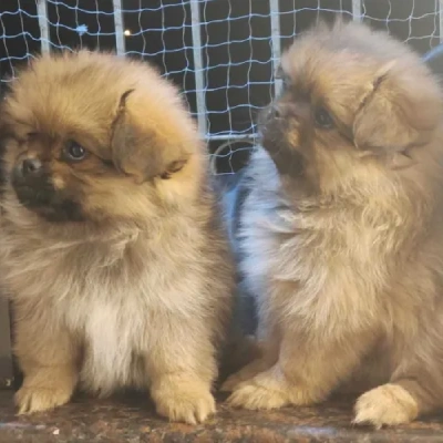 Pomeranian puppies for sale in Bikaner