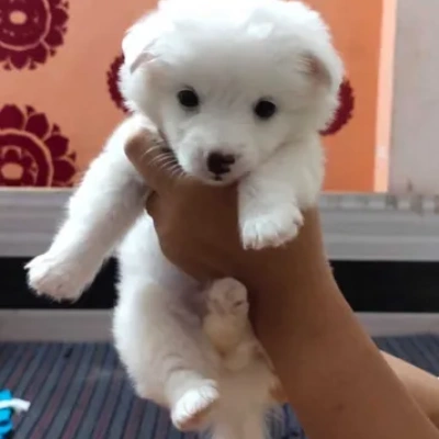 Pomeranian puppies for sale in Jodhpur