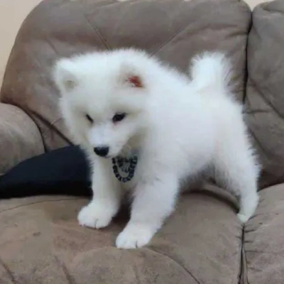 Pomeranian puppies for sale in Jodhpur