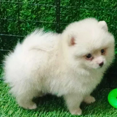 Pomeranian puppies for sale in Vijayawada