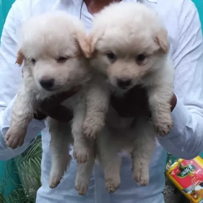 Pomeranian puppies for sale in Bikaner