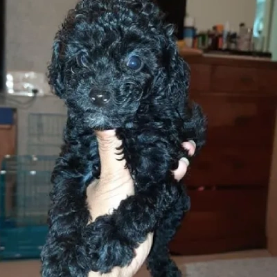 Poodle puppies for sale in Jodhpur