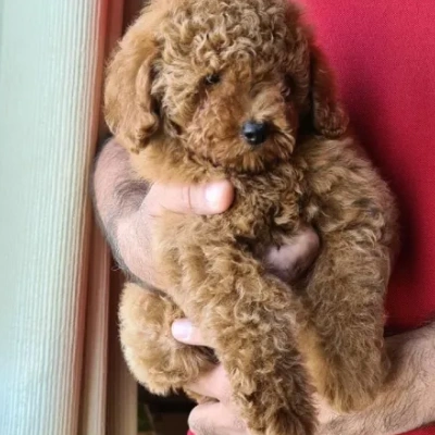 Poodle puppies for sale in Gurgaon