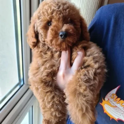 Poodle puppies for sale in Bikaner