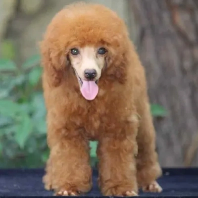 Poodle puppies for sale in Vijayawada