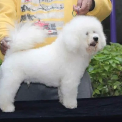 Poodle puppies for sale in Jodhpur