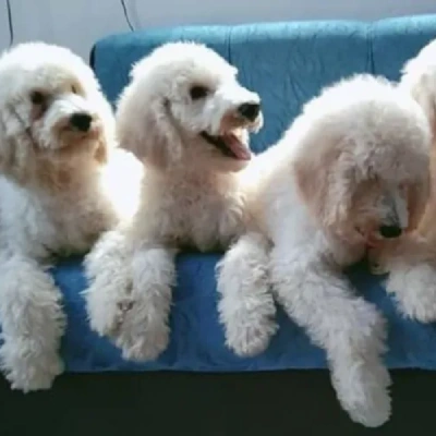 Poodle puppies for sale in Vijayawada