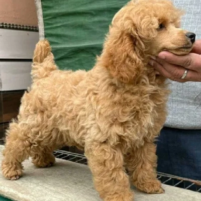 Poodle puppies for sale in Bikaner