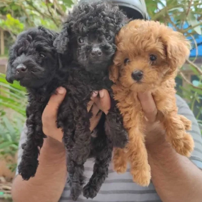 Poodle puppies for sale in Gurgaon