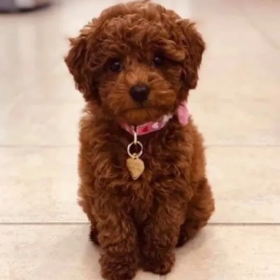 Poodle puppies for sale in Gurgaon