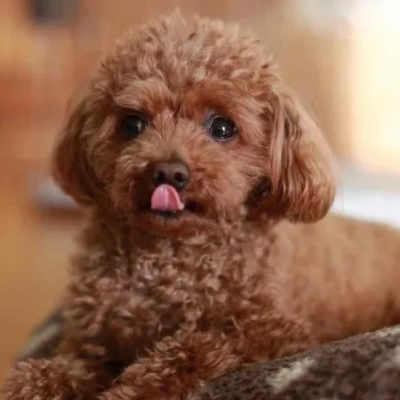 Poodle puppies for sale in Jodhpur