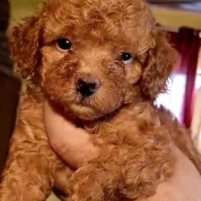 Poodle puppies for sale in Ajmer