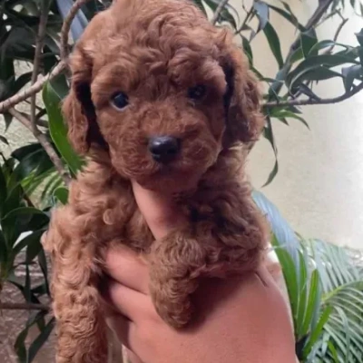 Poodle puppies for sale in Bikaner