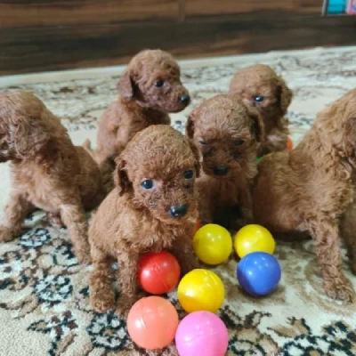 Poodle puppies for sale in Gurgaon