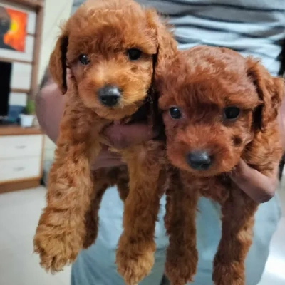 Poodle puppies for sale in Vijayawada