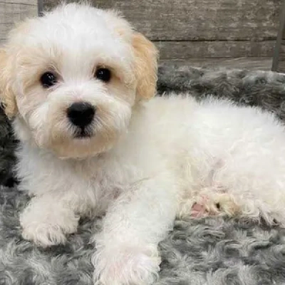 Poodle puppies for sale in Jodhpur