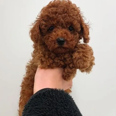 Poodle puppies for sale in Gurgaon