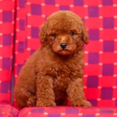 Poodle puppies for sale in Udaipur