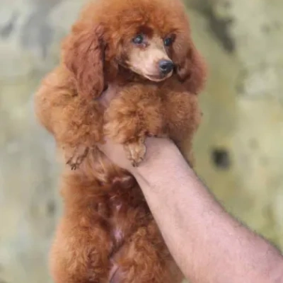 Poodle puppies for sale in Bikaner