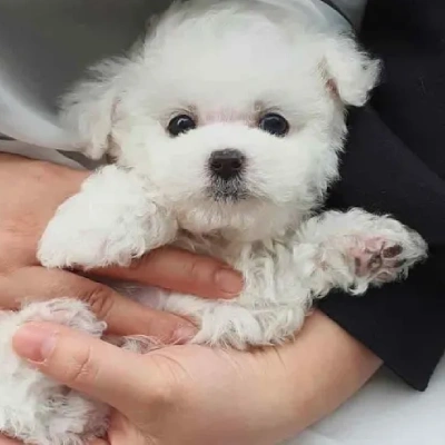 Poodle puppies for sale in Gurgaon