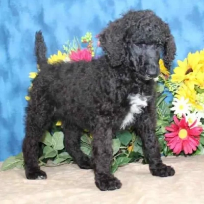 Poodle puppies for sale in Udaipur