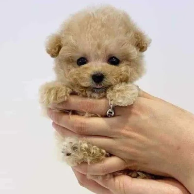 Poodle puppies for sale in Gurgaon