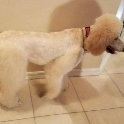 Poodle puppies for sale in Gurgaon