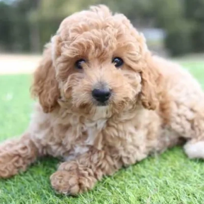 Poodle puppies for sale in Gurgaon