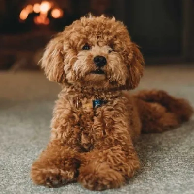 Poodle puppies for sale in Udaipur