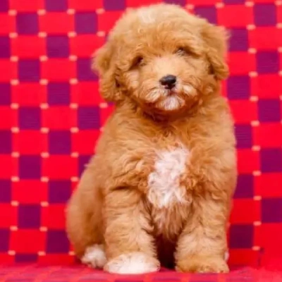 Poodle puppies for sale in Udaipur