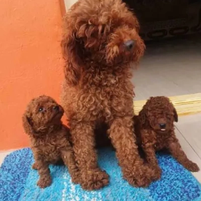 Poodle puppies for sale in Gurgaon