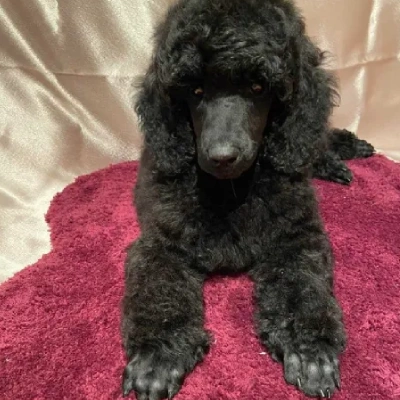 Poodle puppies for sale in Jodhpur