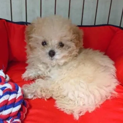 Poodle puppies for sale in Udaipur