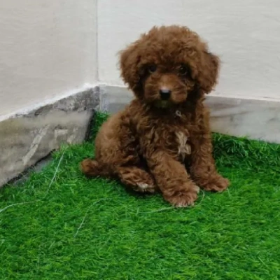 Poodle puppies for sale in Bikaner