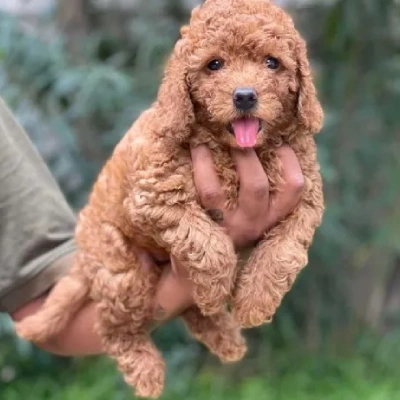 Poodle puppies for sale in Gurgaon