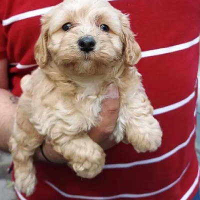 Poodle puppies for sale in Bikaner